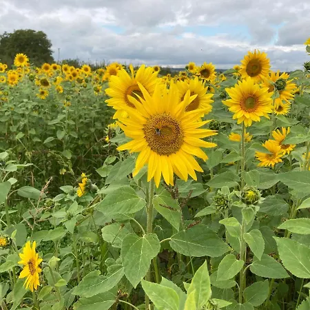 Schlaffässer Auf Dem Krügele Hof *